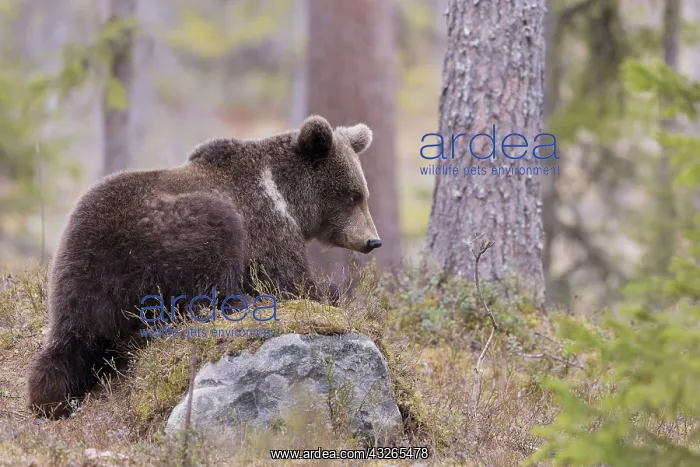 : Europe, Finlande, ours brun (Ursus arctos horribilis) : Europe, Finlande, ours brun (Ursus arctos horribilis)
