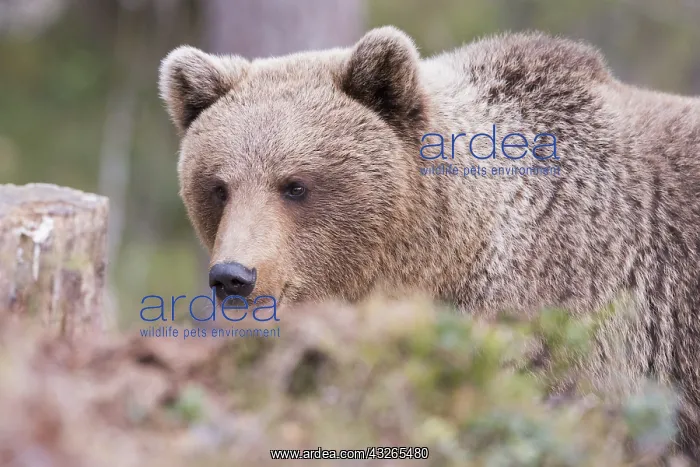 : Europe, Finlande, ours brun (Ursus arctos horribilis) : Europe, Finlande, ours brun (Ursus arctos horribilis)