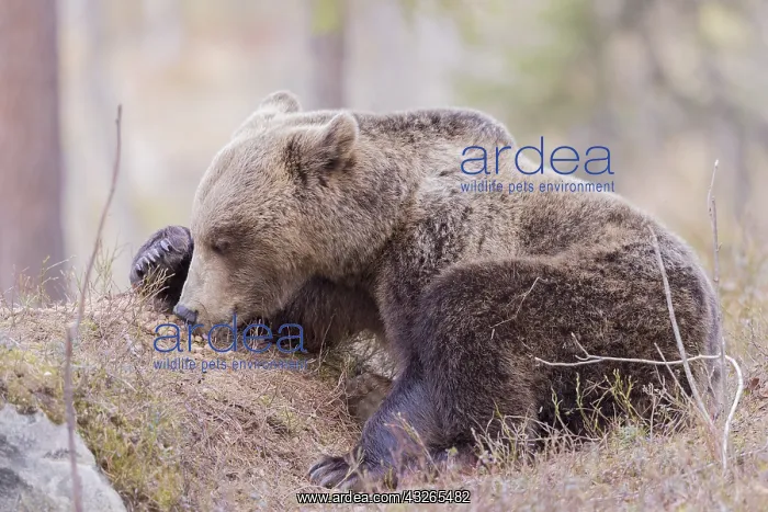 : Europe, Finlande, ours brun (Ursus arctos horribilis) : Europe, Finlande, ours brun (Ursus arctos horribilis)