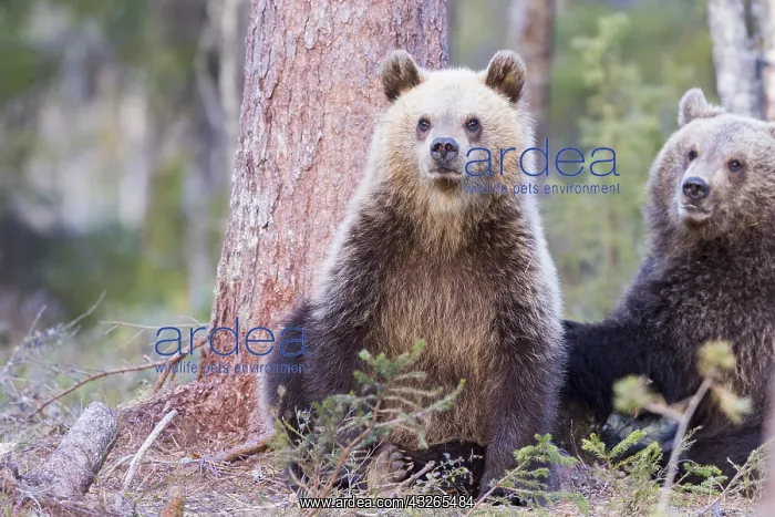 : Europe, Finlande, ours brun (Ursus arctos horribilis) : Europe, Finlande, ours brun (Ursus arctos horribilis)