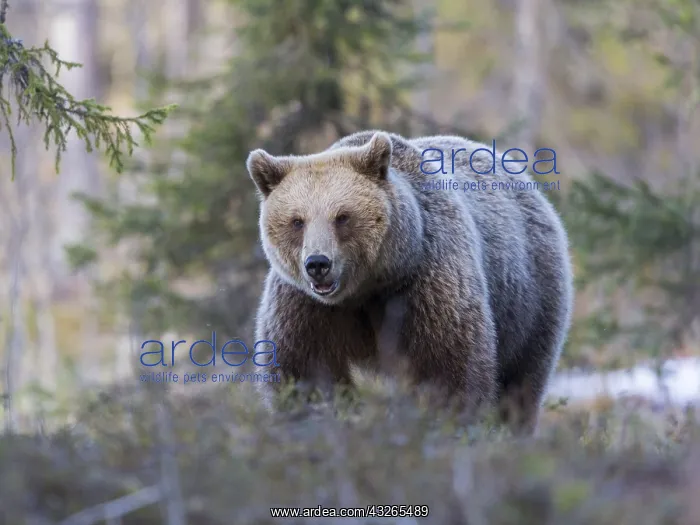 : Europe, Finlande, ours brun (Ursus arctos horribilis) : Europe, Finlande, ours brun (Ursus arctos horribilis)