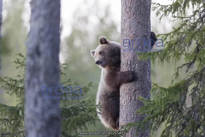  : Europe, Finlande, ours brun (Ursus arctos horribilis)