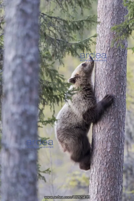 : Europe, Finlande, ours brun (Ursus arctos horribilis) : Europe, Finlande, ours brun (Ursus arctos horribilis)