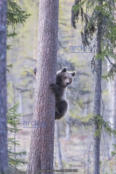 : Europe, Finlande, ours brun (Ursus arctos horribilis) : Europe, Finlande, ours brun (Ursus arctos horribilis)
