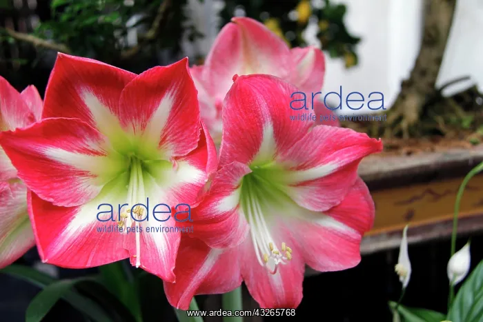  : Europe, France, Paris. Amaryllis flowers