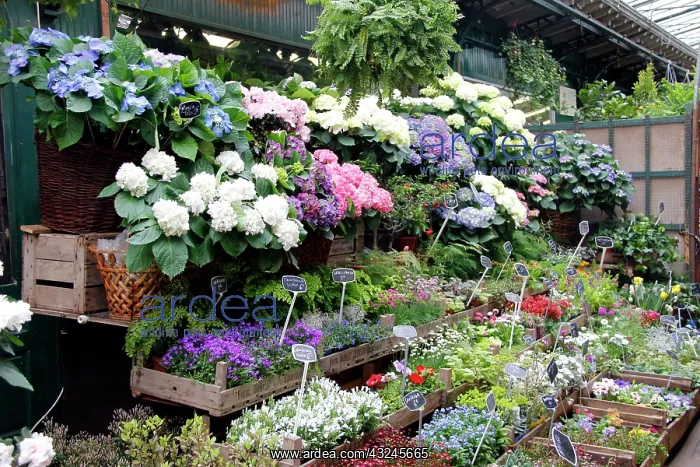 : Europe, France, Paris. Flowers in the Marche : Europe, France, Paris. Flowers in the Marche