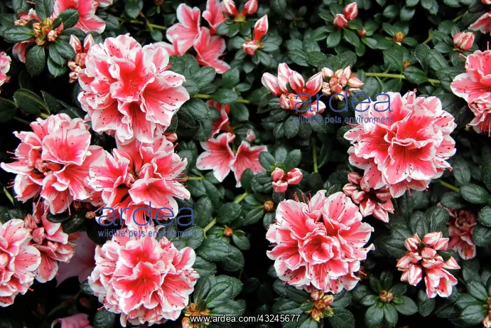 : Europe, France, Paris. Flowers in the Marche : Europe, France, Paris. Flowers in the Marche