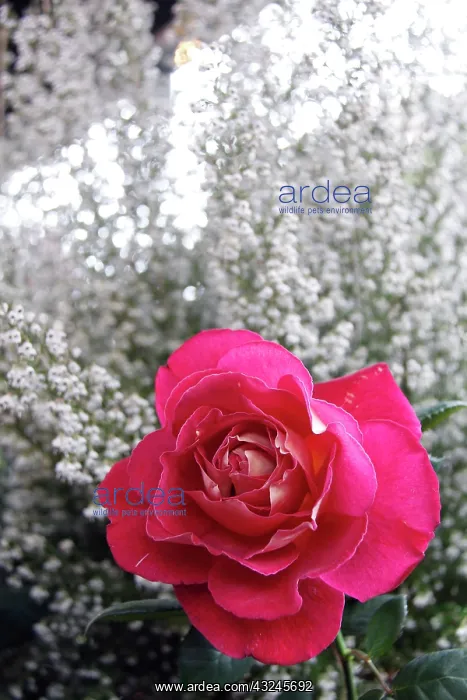 : Europe, France, Paris. Rose and Baby's Breath : Europe, France, Paris. Rose and Baby's Breath