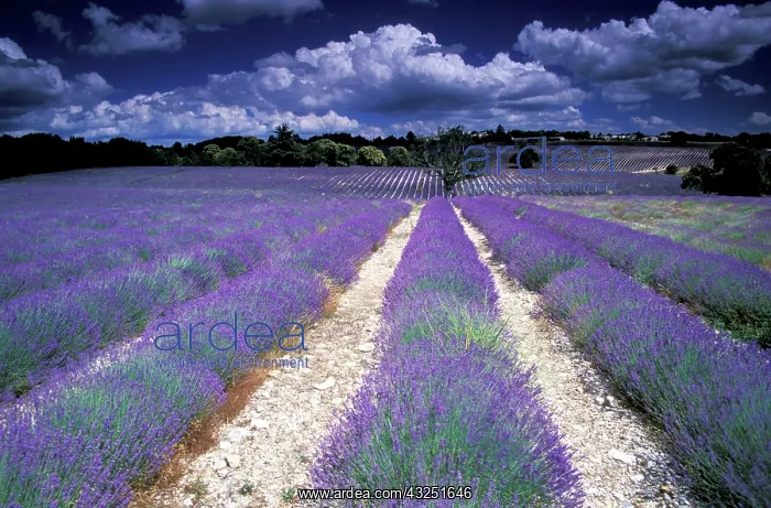 : Europe, France, Provence. Lavander fields : Europe, France, Provence. Lavander fields