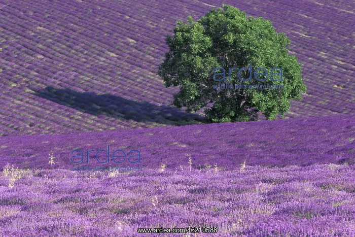 : Europe, France, Provence, Sault, Lavender : Europe, France, Provence, Sault, Lavender