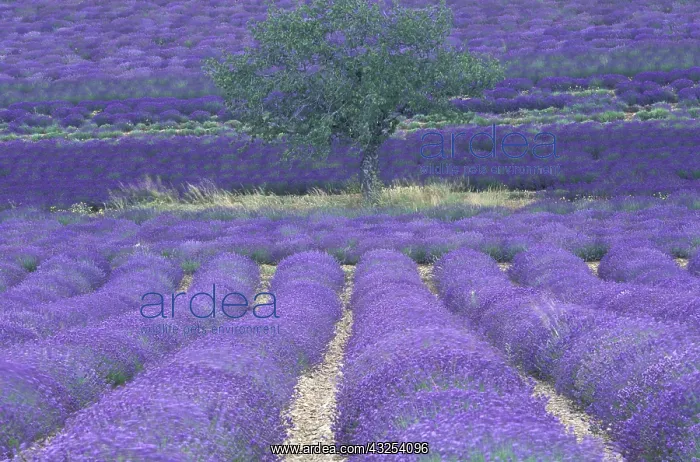 : Europe, France, Provence, Sault, Lavender : Europe, France, Provence, Sault, Lavender