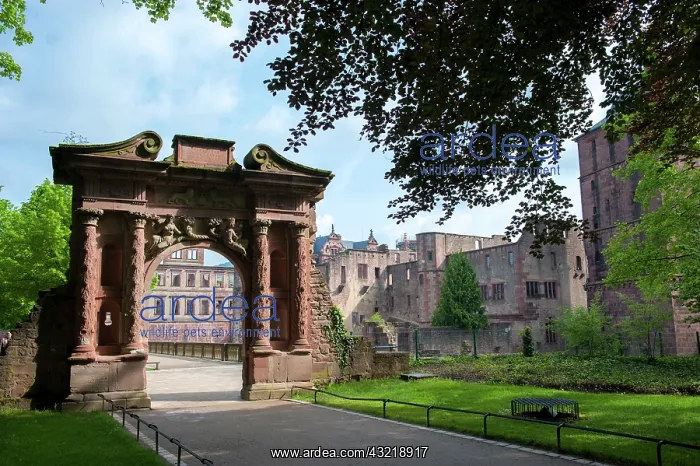: Europe, Germany, Baden-Wurttemberg, Heidelberg : Europe, Germany, Baden-Wurttemberg, Heidelberg