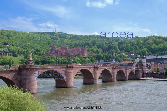 : Europe, Germany, Baden-Wurttemberg, Heidelberg : Europe, Germany, Baden-Wurttemberg, Heidelberg