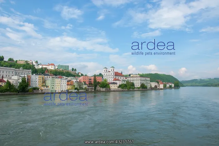 : Europe, Germany, Bavaria, Passau, Danube : Europe, Germany, Bavaria, Passau, Danube