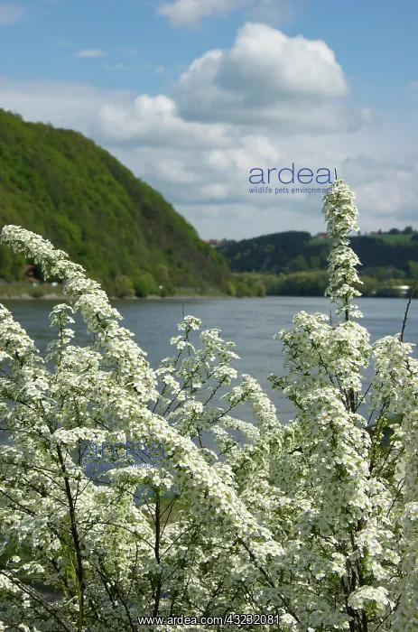 : Europe, Germany, Bavaria, Passau, flowering : Europe, Germany, Bavaria, Passau, flowering