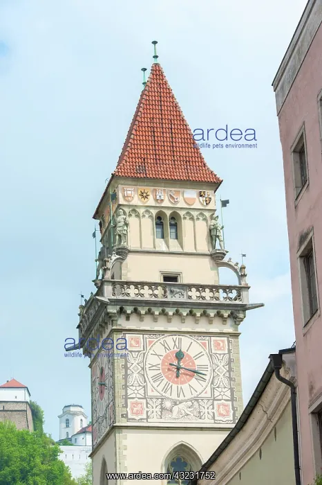 : Europe, Germany, Bavaria, Passau, Town Hall : Europe, Germany, Bavaria, Passau, Town Hall