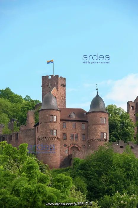 : Europe, Germany, Bayern, Bavaria, Wertheim : Europe, Germany, Bayern, Bavaria, Wertheim