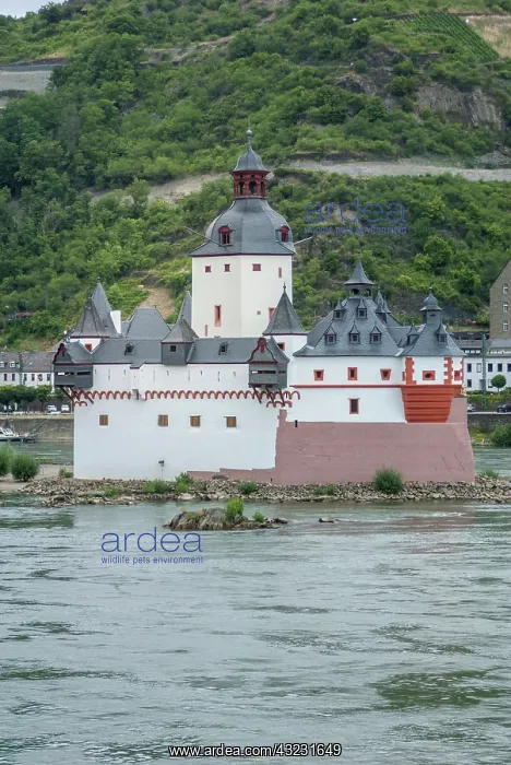 : Europe, Germany, Rhine River, Pfaltzgrafenstein : Europe, Germany, Rhine River, Pfaltzgrafenstein
