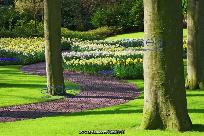 : Europe, Holland, Lisse, Keukenhof Gardens : Europe, Holland, Lisse, Keukenhof Gardens
