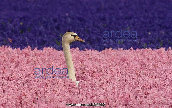 : Europe, Holland, Swan nesting and alert : Europe, Holland, Swan nesting and alert