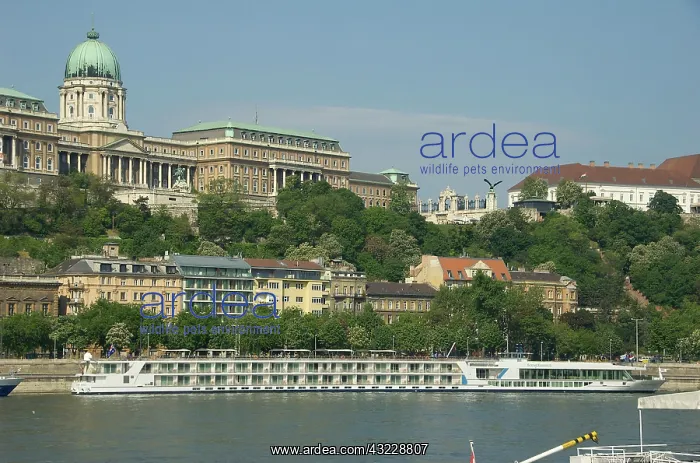: Europe, Hungary, Budapest, Buda, Buda Castle : Europe, Hungary, Budapest, Buda, Buda Castle