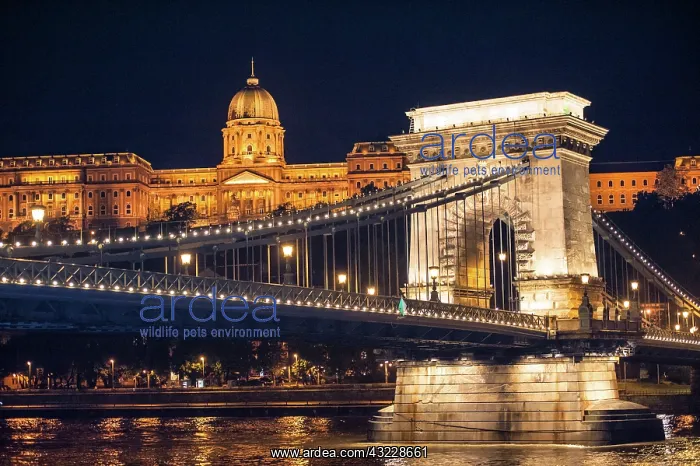 : Europe, Hungary, Budapest, Chain Bridge : Europe, Hungary, Budapest, Chain Bridge