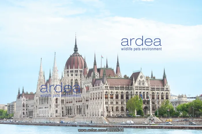 : Europe, Hungary, Budapest, Parliament building : Europe, Hungary, Budapest, Parliament building