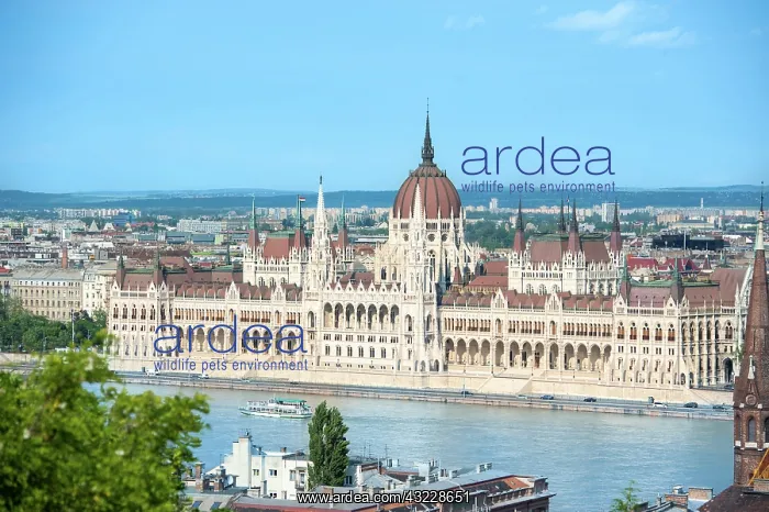 : Europe, Hungary, Budapest, Parliament building : Europe, Hungary, Budapest, Parliament building