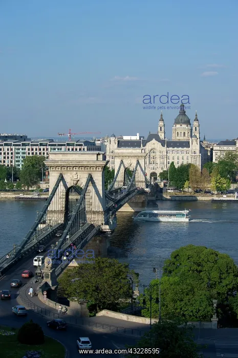 : Europe, Hungary, Budapest, Szechenyi Lanchid : Europe, Hungary, Budapest, Szechenyi Lanchid