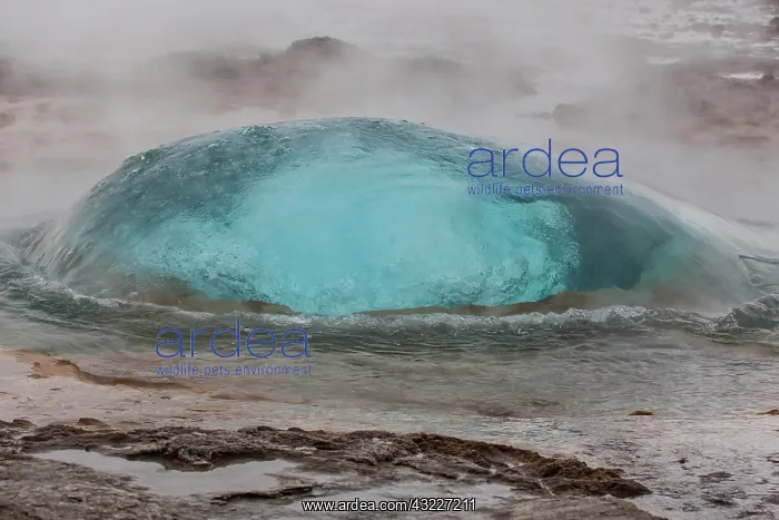 : Europe, Iceland, Geysir Hot Springs. A Strokkur : Europe, Iceland, Geysir Hot Springs. A Strokkur