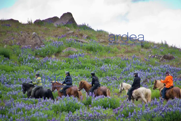 : Europe; Iceland; horseback riders among : Europe; Iceland; horseback riders among