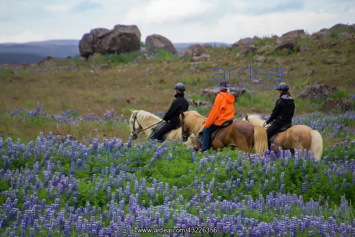 : Europe, Iceland, horseback riders in lupin : Europe, Iceland, horseback riders in lupin
