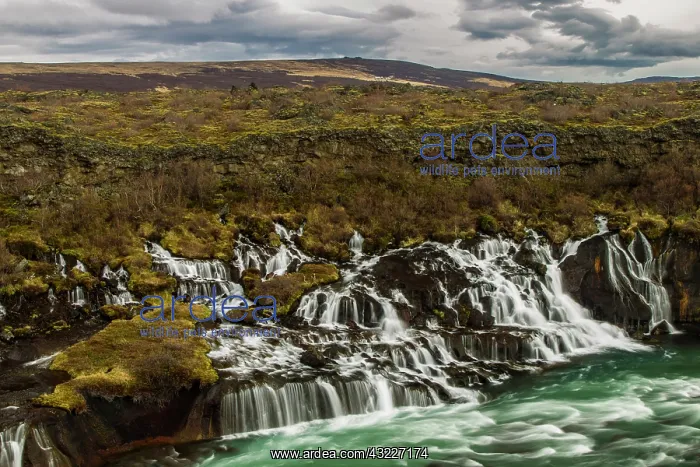 : Europe, Iceland, Hraunfossar. Waterfalls : Europe, Iceland, Hraunfossar. Waterfalls