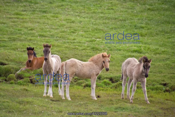 : Europe, Iceland, Icelandic ponies in green : Europe, Iceland, Icelandic ponies in green
