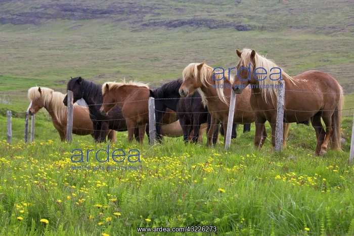 : Europe, Iceland, Islandic horses standing : Europe, Iceland, Islandic horses standing