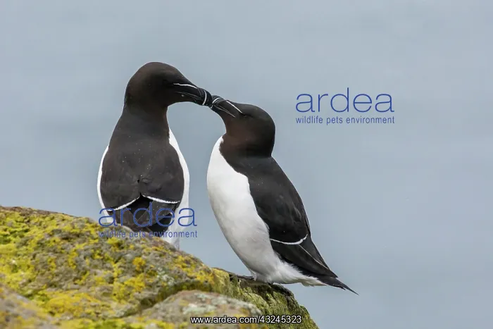 : Europe, Iceland, Latrabjarg. Pair of razorbills : Europe, Iceland, Latrabjarg. Pair of razorbills