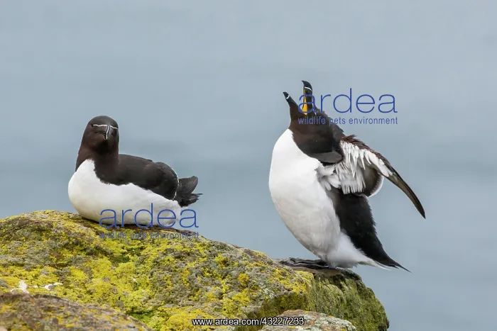 : Europe, Iceland, Latrabjarg. Razorbill male : Europe, Iceland, Latrabjarg. Razorbill male