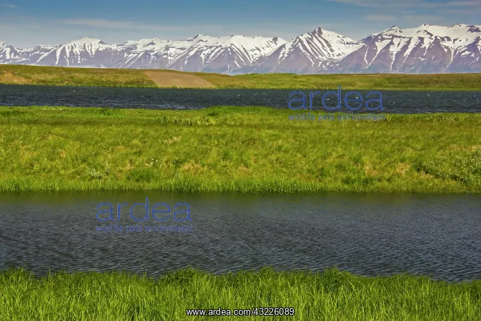 : Europe, Iceland, scenic landscape of grasses : Europe, Iceland, scenic landscape of grasses