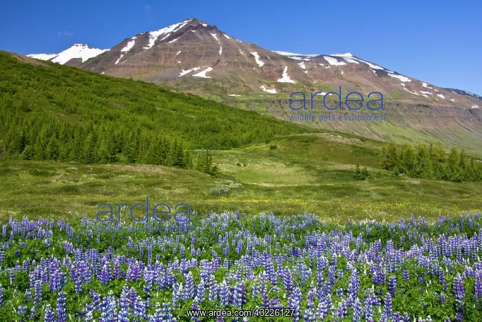 : Europe, Iceland, scenic landscape of lupin : Europe, Iceland, scenic landscape of lupin