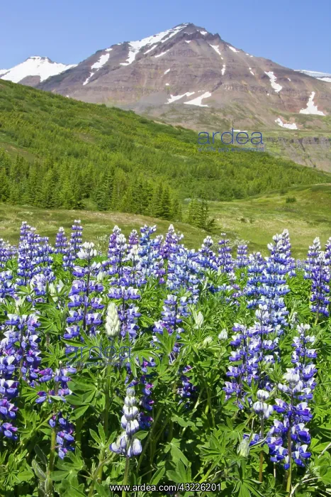 : Europe, Iceland, scenic landscape of lupin : Europe, Iceland, scenic landscape of lupin