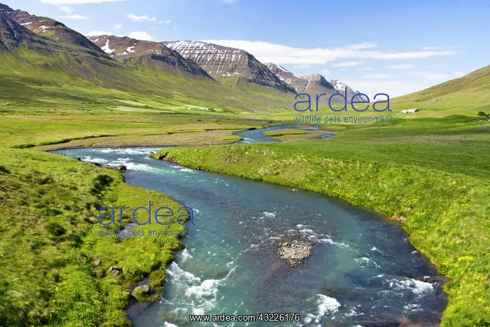 : Europe, Iceland, scenic landscape of river : Europe, Iceland, scenic landscape of river
