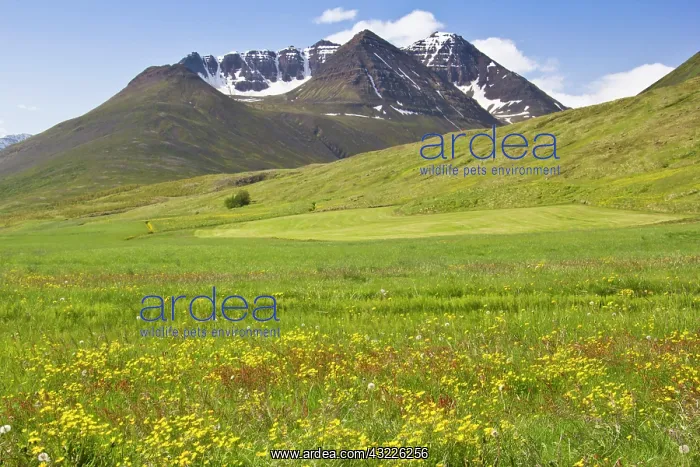 : Europe, Iceland, scenic landscape of Svarfadardalur : Europe, Iceland, scenic landscape of Svarfadardalur
