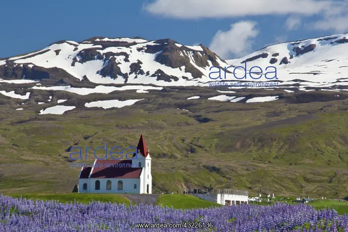 : Europe, Iceland, Snaefellsnes Peninsula : Europe, Iceland, Snaefellsnes Peninsula