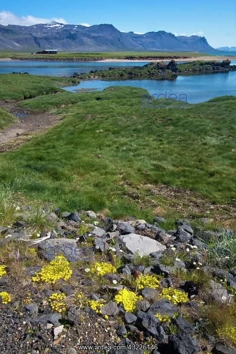 : Europe, Iceland, Snaefellsnes Peninsula : Europe, Iceland, Snaefellsnes Peninsula