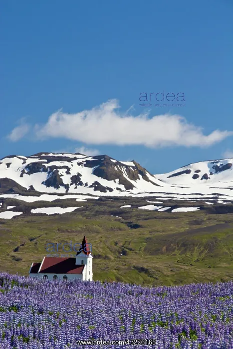 : Europe, Iceland, Snaefellsnes Peninsula : Europe, Iceland, Snaefellsnes Peninsula