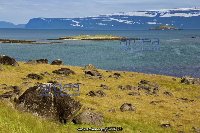 : Europe, Iceland, West Fjords, North Atlantic : Europe, Iceland, West Fjords, North Atlantic