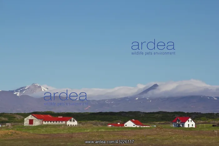 : Europe, Iceland, West Fjords, scenic landscape : Europe, Iceland, West Fjords, scenic landscape