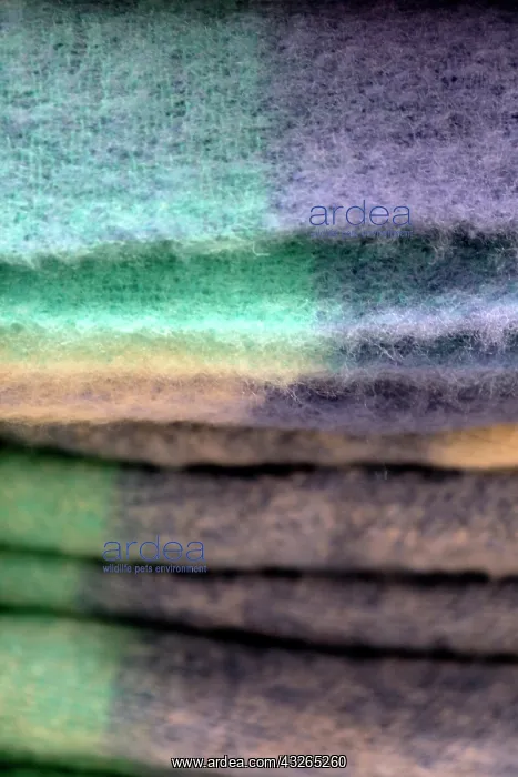 : Europe, Ireland, Avoca. Wool Blankets at : Europe, Ireland, Avoca. Wool Blankets at