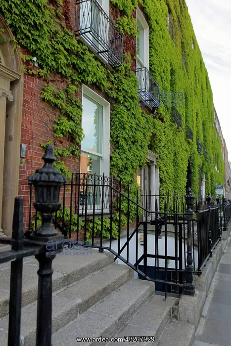 : Europe, Ireland, Dublin. Ivy growing on : Europe, Ireland, Dublin. Ivy growing on