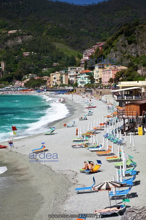 : Europe, Italy, Cinque Terre, Monterosso : Europe, Italy, Cinque Terre, Monterosso